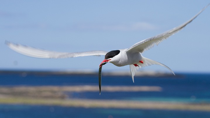 Kstenseeschwalbe Sterna paradisaea Arctic Tern